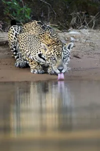 Jaguar (Panthera onca) drinking from the rivers edge, Mato Grosso, Pantanal, Brazil Jaguar (Panthera onca) drinking from the rivers edge, Mato Grosso, Pantanal, Brazil