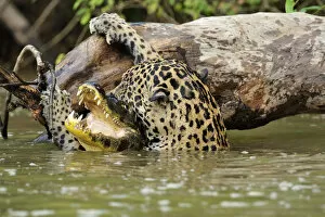 Jaguar (Panthera onca) killing Spectacled caiman (Caiman crocodilus) in Piquiri River