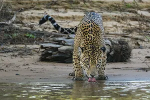 Jaguar (Panthera onca) male drinking, Cuiaba River, Pantanal Matogrossense National Park Jaguar (Panthera onca) male drinking, Cuiaba River, Pantanal Matogrossense National Park