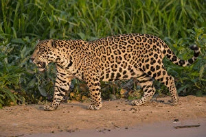 Images Dated 29th September 2012: Jaguar (Panthera onca) male walking and snarling, Pantanal, Brazil