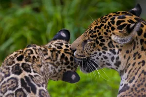 Jaguar (Panthera onca) mother grooming four month cub, native to Southern and Central Jaguar (Panthera onca) mother grooming four month cub, native to Southern and Central