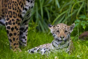 Jaguar (Panthera onca) mother with four month old cub, native to Southern Jaguar (Panthera onca) mother with four month old cub, native to Southern