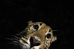 Astonishing Gallery: Jaguar (Panthera onca) at night, portrait, La Papalota, Nayarit, Mexico. Camera trap image