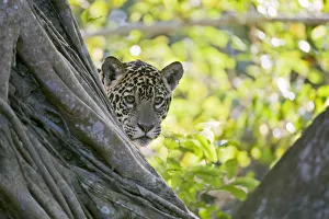 Jaguar (Panthera onca), one-year cub peering from behind tree, Cuiaba River, Pantanal Jaguar (Panthera onca), one-year cub peering from behind tree, Cuiaba River, Pantanal