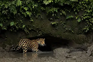 Jaguar (Panthera onca) standing in mud, Yasuni National Park, Orellana, Ecuador Jaguar (Panthera onca) standing in mud, Yasuni National Park, Orellana, Ecuador
