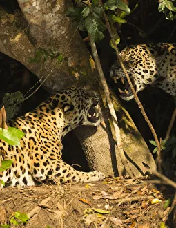 Two Jaguars (Panthera onca) snarling at each other on the riverbank, Pantanal, Brazil Two Jaguars (Panthera onca) snarling at each other on the riverbank, Pantanal, Brazil