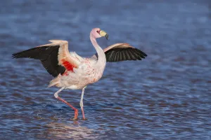 James's flamingo (Phoenicoparrus jamesi) walking with wings outstreched Laguna James's flamingo (Phoenicoparrus jamesi) walking with wings outstreched Laguna