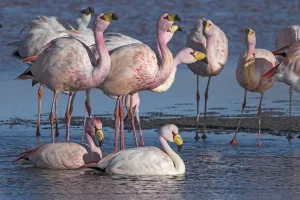James's flamingo (Phoenicoparrus jamesi) flock on the shore of Laguna Colorada James's flamingo (Phoenicoparrus jamesi) flock on the shore of Laguna Colorada