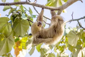 Sloth Prints: Hoffmann's two-toed sloth print, Panama