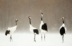 Japanese cranes (Grus japonensis) displaying in snow, Hokkiado, Japan, February Japanese cranes (Grus japonensis) displaying in snow, Hokkiado, Japan, February
