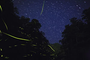 Japanese Beetle Gallery: Japanese fireflies (Luciola cruciata) in flight at night, endemic species, Yaku-shima