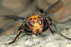 Japanese Giant Hornet {Vespa mandarinia japonica} Japan Japanese Giant Hornet {Vespa mandarinia japonica} Japan