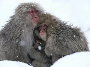Images Dated 25th January 2008: Japanese macaque (Macaca fuscata) family huddled together for warmth on a cold day