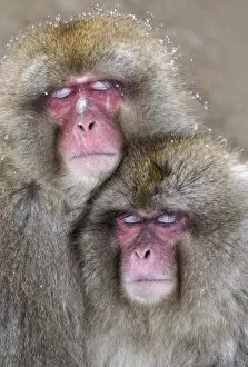Images Dated 29th January 2012: Japanese Macaque (Macaca fuscata) pair falling asleep together, Jigokudani, Japan