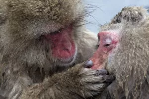 Images Dated 29th January 2012: Japanese Macaque (Macaca fuscata) adult female grooming another in hotspring, Jigokudani