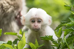 Japanese macaque (Macaca fuscata fuscata) mother with rare white furred baby Japanese macaque (Macaca fuscata fuscata) mother with rare white furred baby