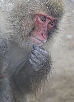 Images Dated 29th January 2012: Japanese Macaque (Macaca fuscata) Jigokudani, Japan, January