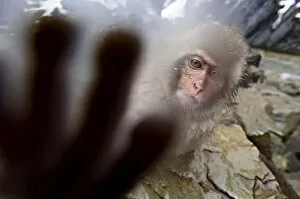 Images Dated 27th February 2009: Japanese Macaque (Macaca fuscatata) juvenile, reaching out to touch the camera. Jigokudani