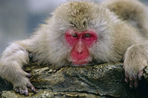 Images Dated 21st April 2004: Japanese macaque portrait {Macaca fuscata} Jigokudani, Japan
