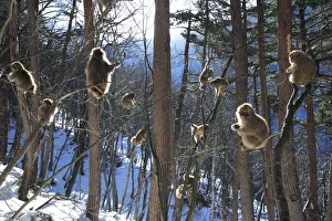 Japanese macaque / Snow monkey {Macaca fuscata} young monkeys playing in the sunshine in the trees Japanese macaque / Snow monkey {Macaca fuscata} young monkeys playing in the sunshine in the trees