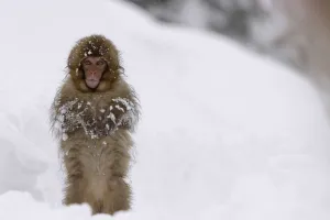 Japanese macaque / Snow monkey {Macaca fuscata} young monkey walking upright in deep Japanese macaque / Snow monkey {Macaca fuscata} young monkey walking upright in deep
