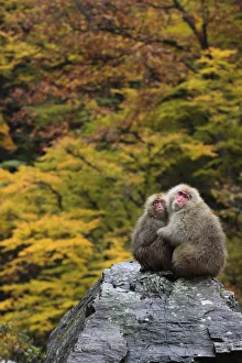 Japanese macaque / Snow monkey {Macaca fuscata} female and young huddle together Japanese macaque / Snow monkey {Macaca fuscata} female and young huddle together