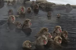 Images Dated 1st February 2012: Japanese Macaques (Macaca fuscata) enjoy time soaking and grooming in the hot spring in Jigokudani