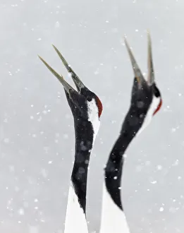 Japanese / Red-crowned crane (Grus japonicus) two calling, part of bonding and courtship display