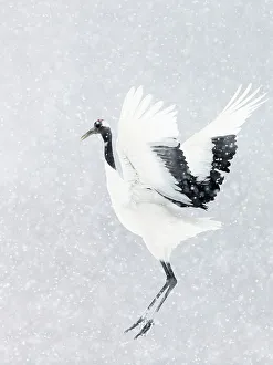 Japanese / Red-crowned crane (Grus japonicus) one coming into land, Hokkaido Japan Japanese / Red-crowned crane (Grus japonicus) one coming into land, Hokkaido Japan