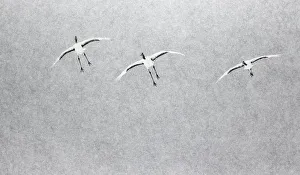 Japanese / Red-crowned crane (Grus japonicus) three coming into land, Hokkaido Japan Japanese / Red-crowned crane (Grus japonicus) three coming into land, Hokkaido Japan