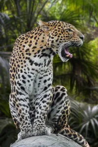 Javan leopard (Panthera pardus melas) roaring, native to the Indonesian island of Java Javan leopard (Panthera pardus melas) roaring, native to the Indonesian island of Java