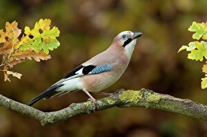 Related Images Gallery: Jay (Garrulus glandarius) perched in Oak tree in autumn, Hertfordshire, England