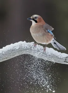 Jay (Garrulus glandarius) perched on snowy branch, Liminka Finland, February Jay (Garrulus glandarius) perched on snowy branch, Liminka Finland, February