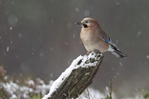 Jay (Garrulus glandarius) in snowfall. Cairngorms National Park, Scotland, December Jay (Garrulus glandarius) in snowfall. Cairngorms National Park, Scotland, December