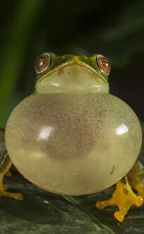 Rhacophoridae Gallery: Jayarami Bush frog (Raorchestes jayarami), inflating vocal sac, calling to attract mate
