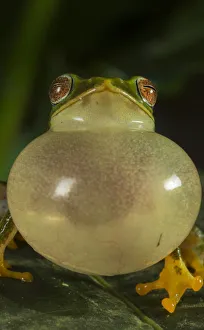 Jayarami Bush frog (Raorchestes jayarami), inflating vocal sac, calling to attract mate Jayarami Bush frog (Raorchestes jayarami), inflating vocal sac, calling to attract mate