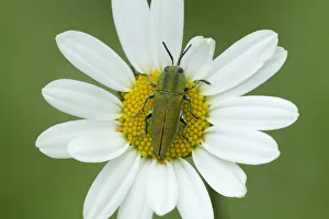 Jewel beetle (Anthaxia hungarica) on aster flower, South of Casteil, French Pyrenees Jewel beetle (Anthaxia hungarica) on aster flower, South of Casteil, French Pyrenees