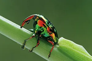 January 2023 Highlights Gallery: Jewel weevil (Eurhinus magnificus) on stem. El Cielo Biosphere Reserve, Mexico