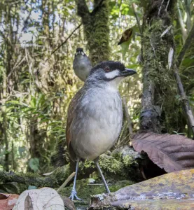 Jocotoco antpitta (Grallaria ridgelyi) Tapichalaca Biological Reserve, Ecuador Jocotoco antpitta (Grallaria ridgelyi) Tapichalaca Biological Reserve, Ecuador