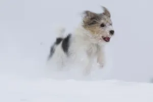 Jogi, a Jack Russell Terrier cross breed, male playing in the snow. Germany Jogi, a Jack Russell Terrier cross breed, male playing in the snow. Germany