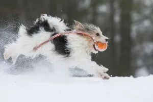Jogi, a Jack Russell Terrier cross breed, male playing in the snow. Germany Jogi, a Jack Russell Terrier cross breed, male playing in the snow. Germany