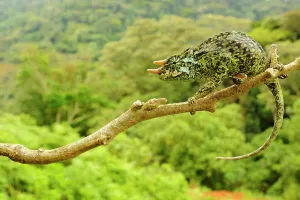 Johnstons three-horned chameleon, (Trioceros johnstoni), male on tree branch Johnstons three-horned chameleon, (Trioceros johnstoni), male on tree branch