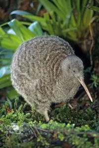Great Spotted Kiwi Print: Captive Image