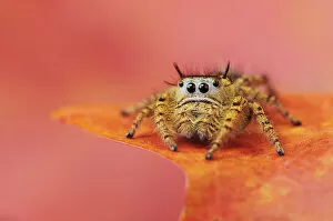 Images Dated 14th November 2009: Jumping Spider (Salticidae) perched on Bigtooth Maple leaf (Acer grandidentatum)