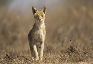 Jungle cat (Felis chaus), female in search of prey. Velavadar National Park, Gujarat Jungle cat (Felis chaus), female in search of prey. Velavadar National Park, Gujarat