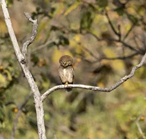 Jungle owlet (Glaucidium radiatum) perched in a tree, Tadoba National Park Jungle owlet (Glaucidium radiatum) perched in a tree, Tadoba National Park