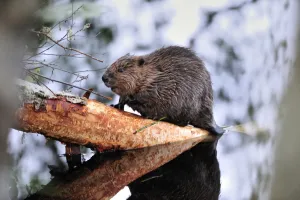 Juvenile European beaver {Castor fiber} striping bark off a Birch trunk at the Aigas Juvenile European beaver {Castor fiber} striping bark off a Birch trunk at the Aigas