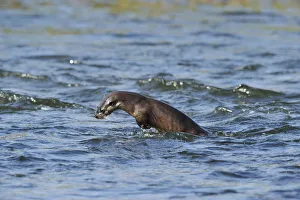 Juvenile European river otter (Lutra lutra) fishing by porpoising, River Tweed, Scotland Juvenile European river otter (Lutra lutra) fishing by porpoising, River Tweed, Scotland