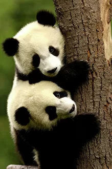 Images Dated 12th June 2006: Juvenile Giant Pandas (Ailuropoda melanoleuca) climbing a tree trunk, Wolong China Conservation