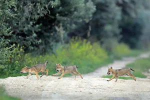 Three juvenile Golden jackal (Canis aureus) pups running across a path, Danube Delta Three juvenile Golden jackal (Canis aureus) pups running across a path, Danube Delta